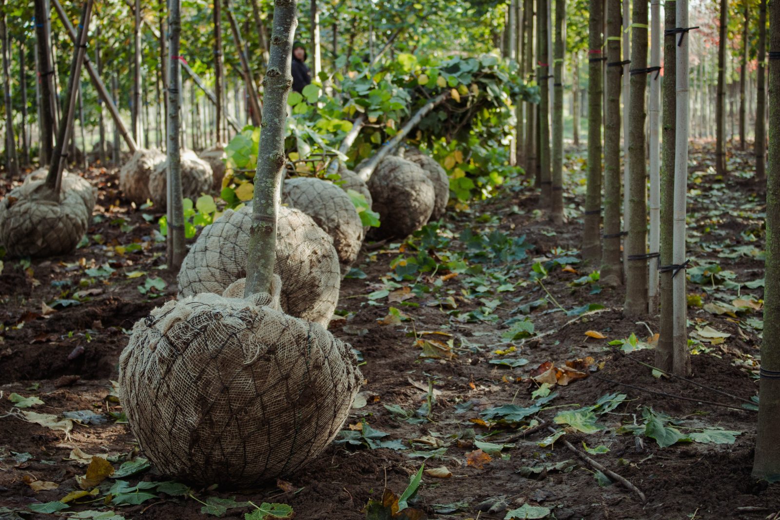 Gerooide bomen met een ingegaasde kluit