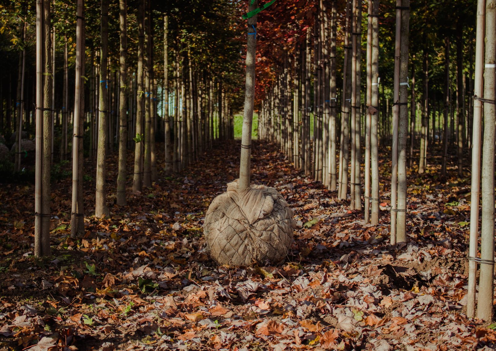 Bomen rooien met kluit door Loonbedrijf Van Kleef