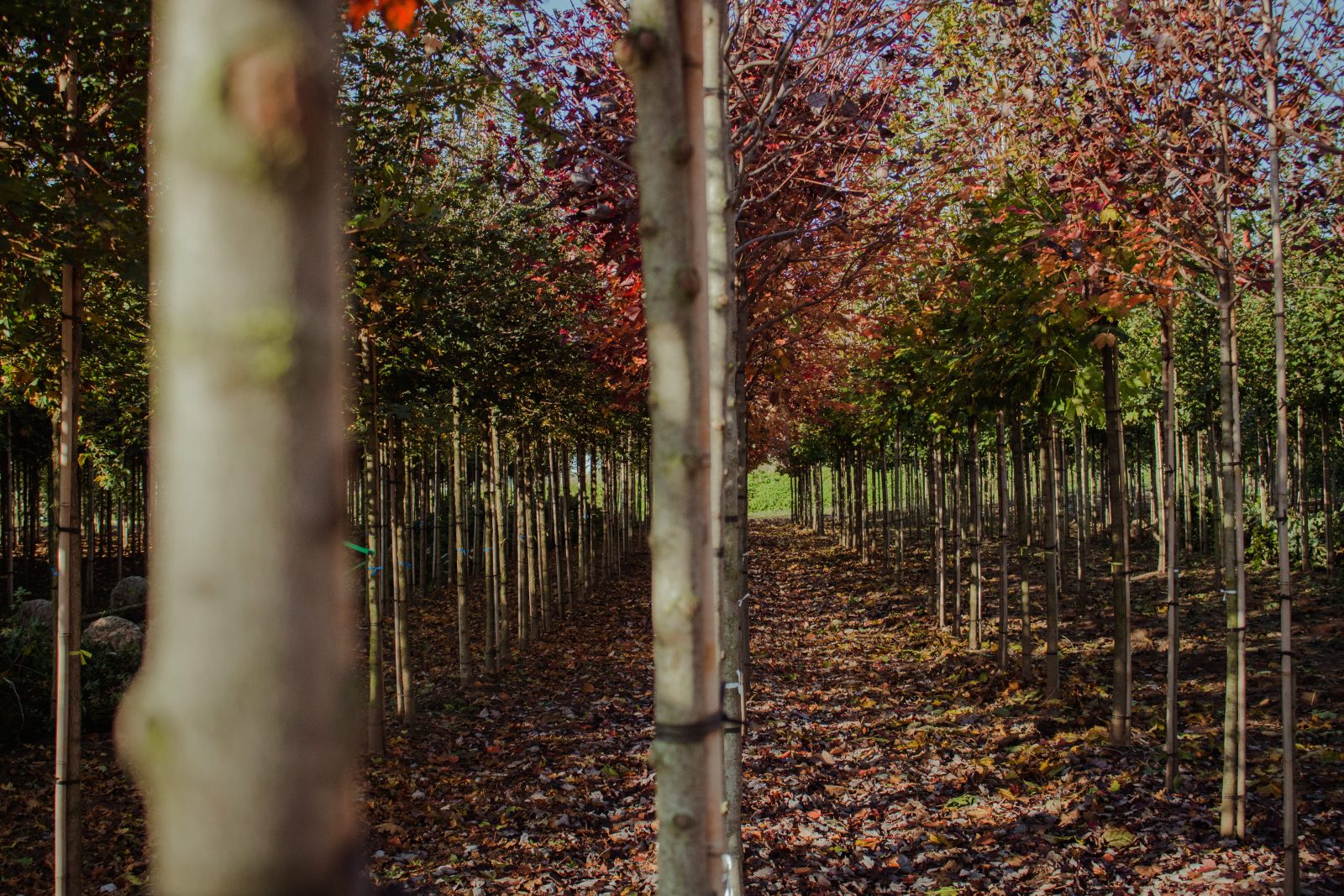 Rijen bomen in een boomkwekerij
