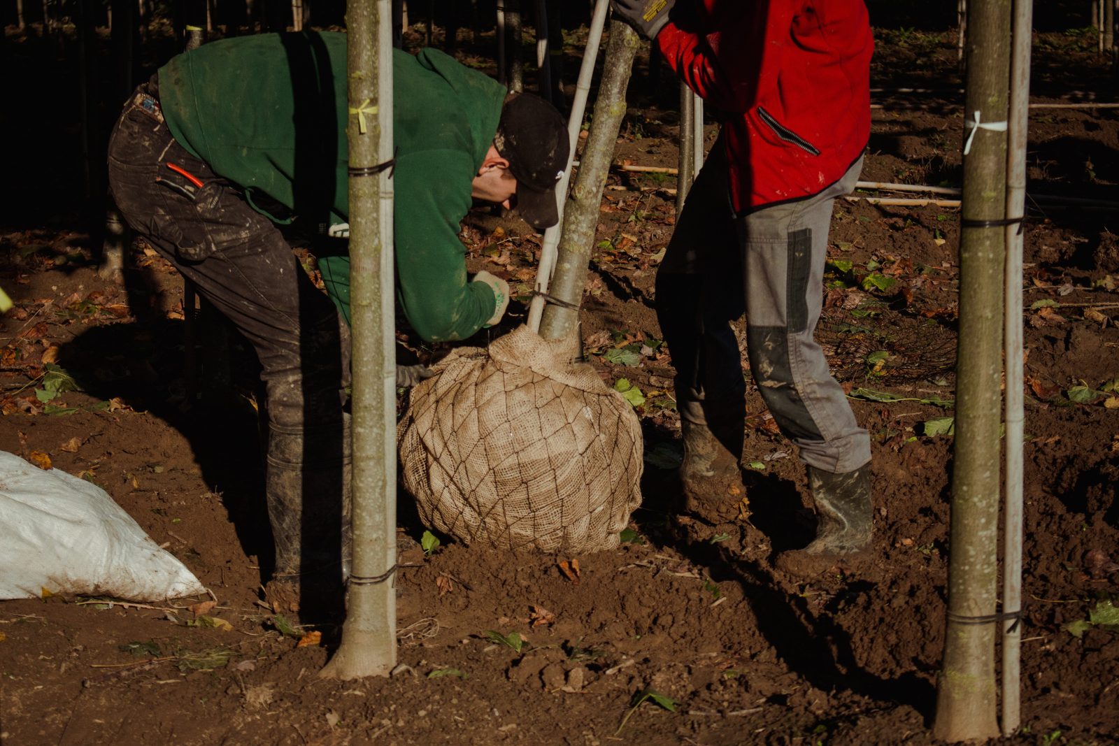 Bomen rooien met kluit door Loonbedrijf Van Kleef