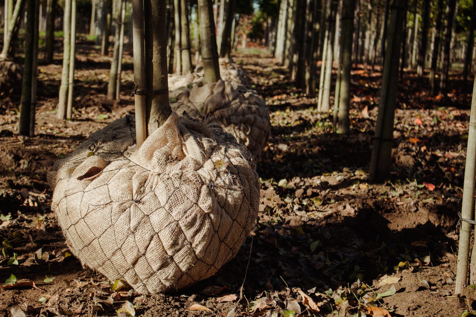 Gerooide bomen met kluit van Loonbedrijf Van Kleef
