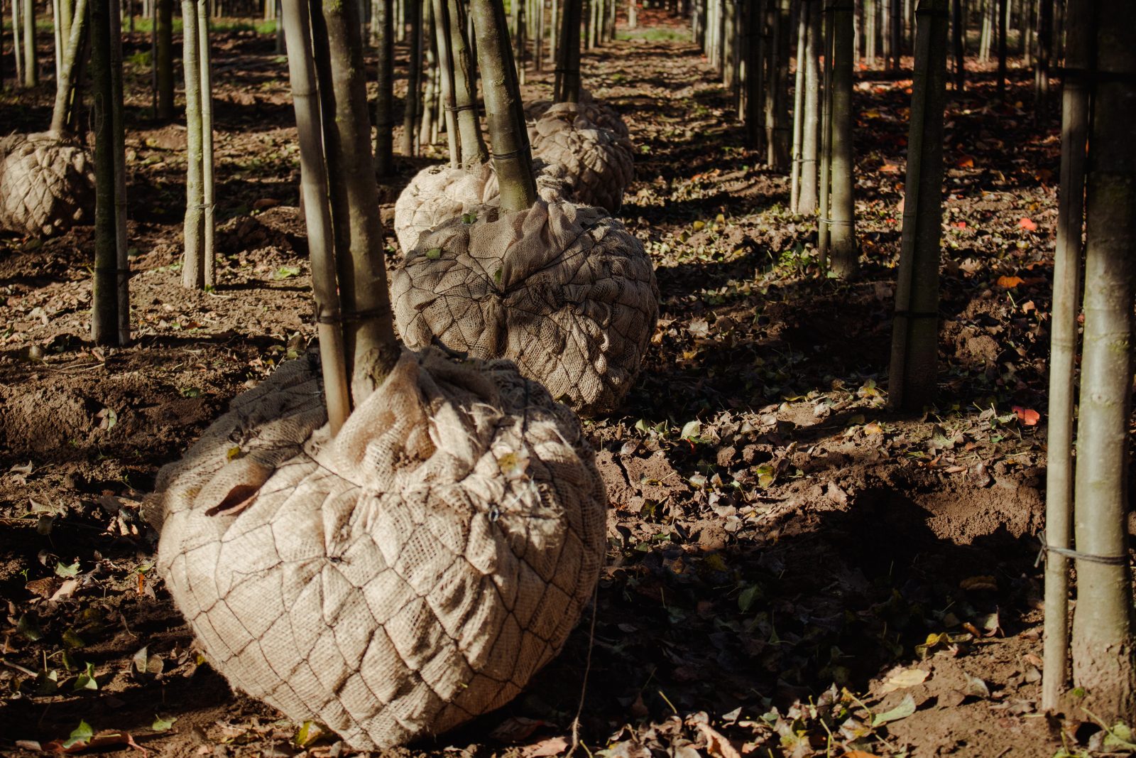 Bomen rooien met kluit door Loonbedrijf Van Kleef