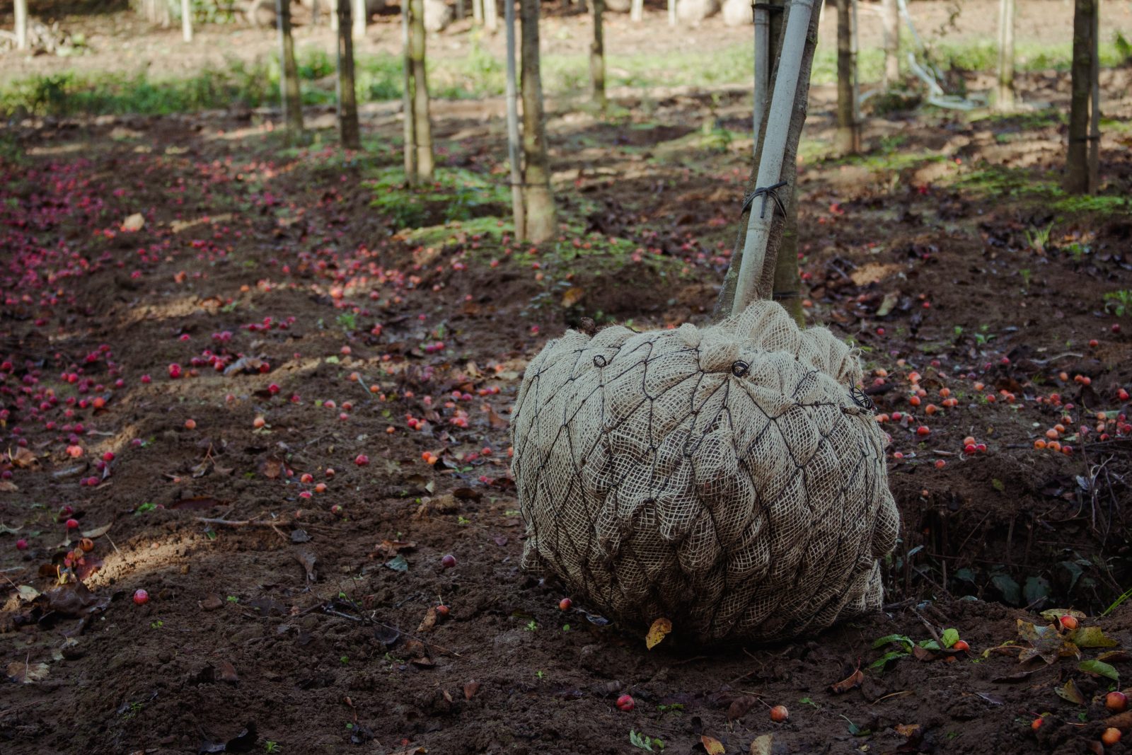 Bomen rooien met kluit door Loonbedrijf Van Kleef