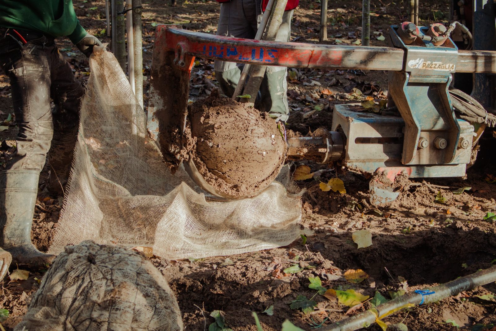 Bomen rooien met onze Pazzaglia-boomrooimachine