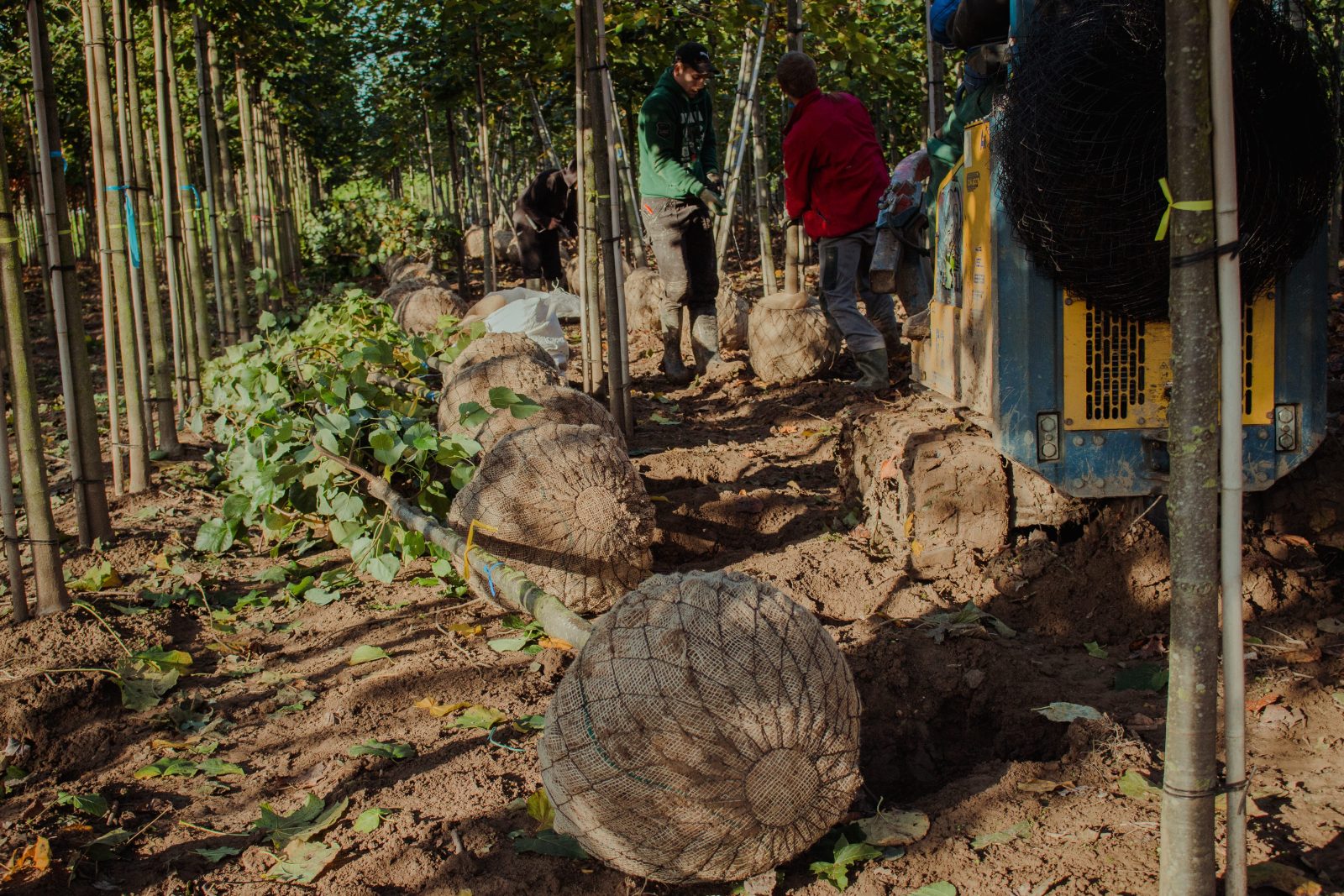 Medewerkers in de kwekerij bij gerooide bomen met ingegaasde kluiten