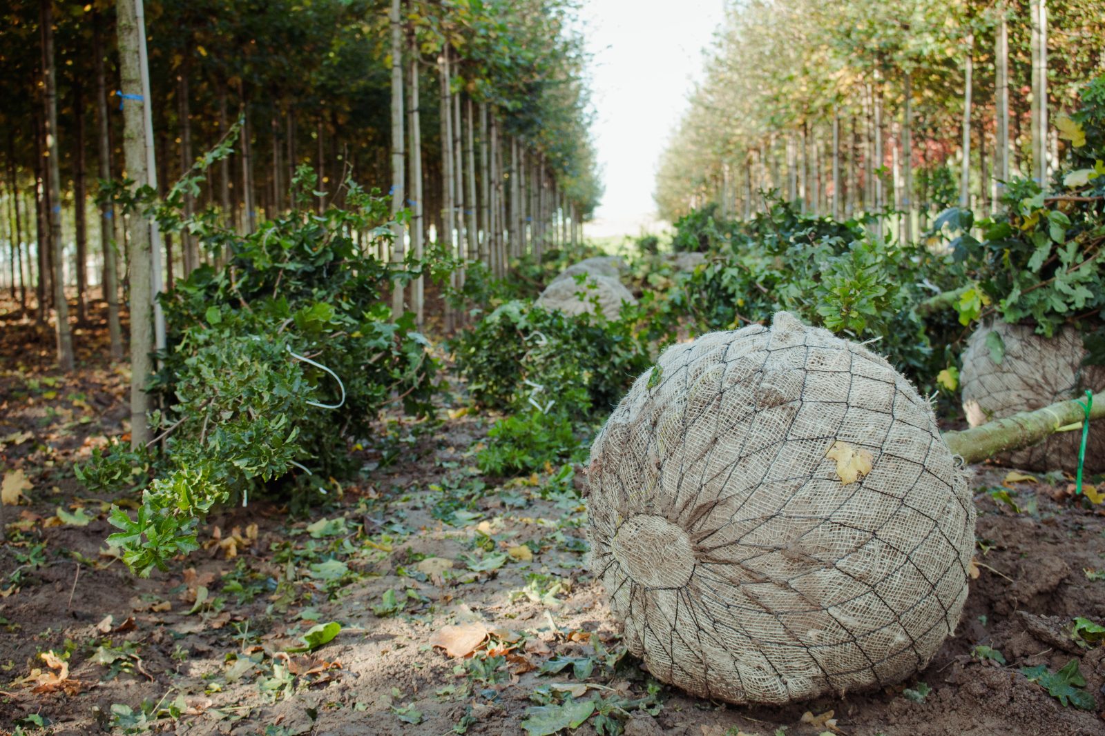 Bomen rooien met kluit door Loonbedrijf Van Kleef