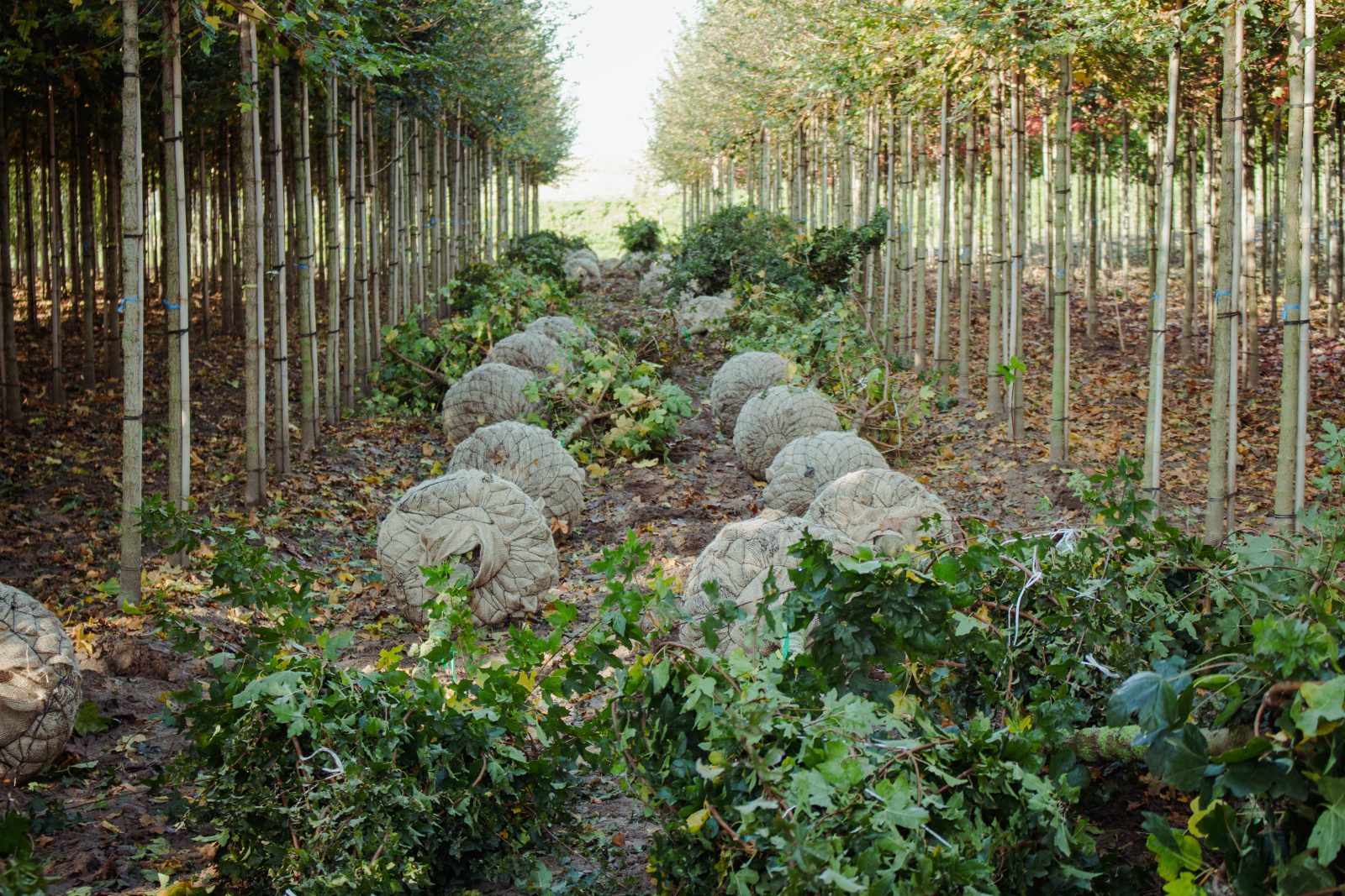 Een rij gerooide bomen met ingegaasde kluiten in de kwekerij