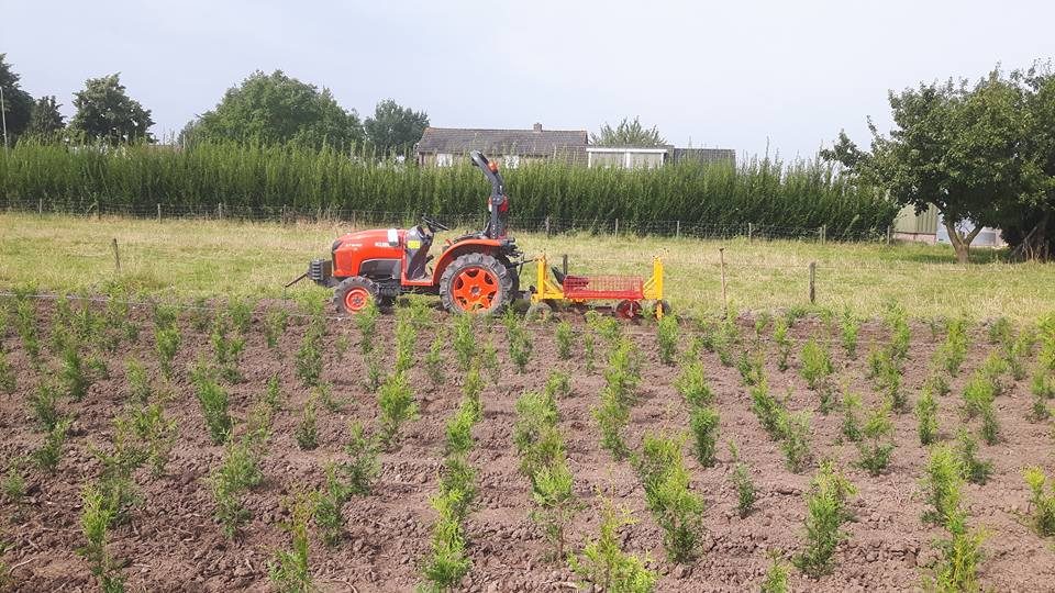Coniferen planten: een impressie van ons werk