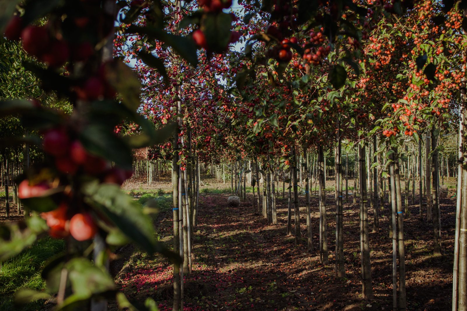 Rijen fruitbomen vol rode appeltjes