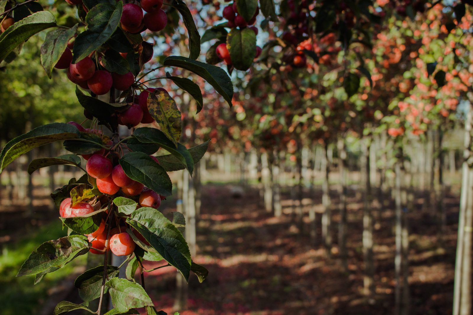 Rijen appelbomen met rijpe appels