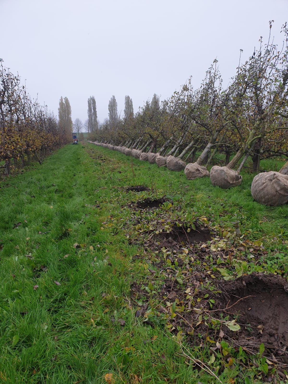 Fruitbomen rooien door Loonbedrijf Van Kleef