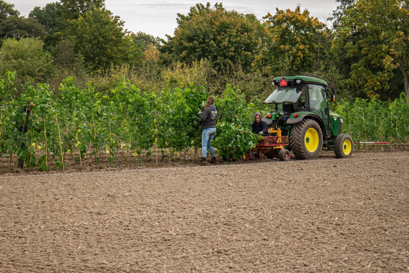 Machinaal bomen planten in een kwekerij in Lienden