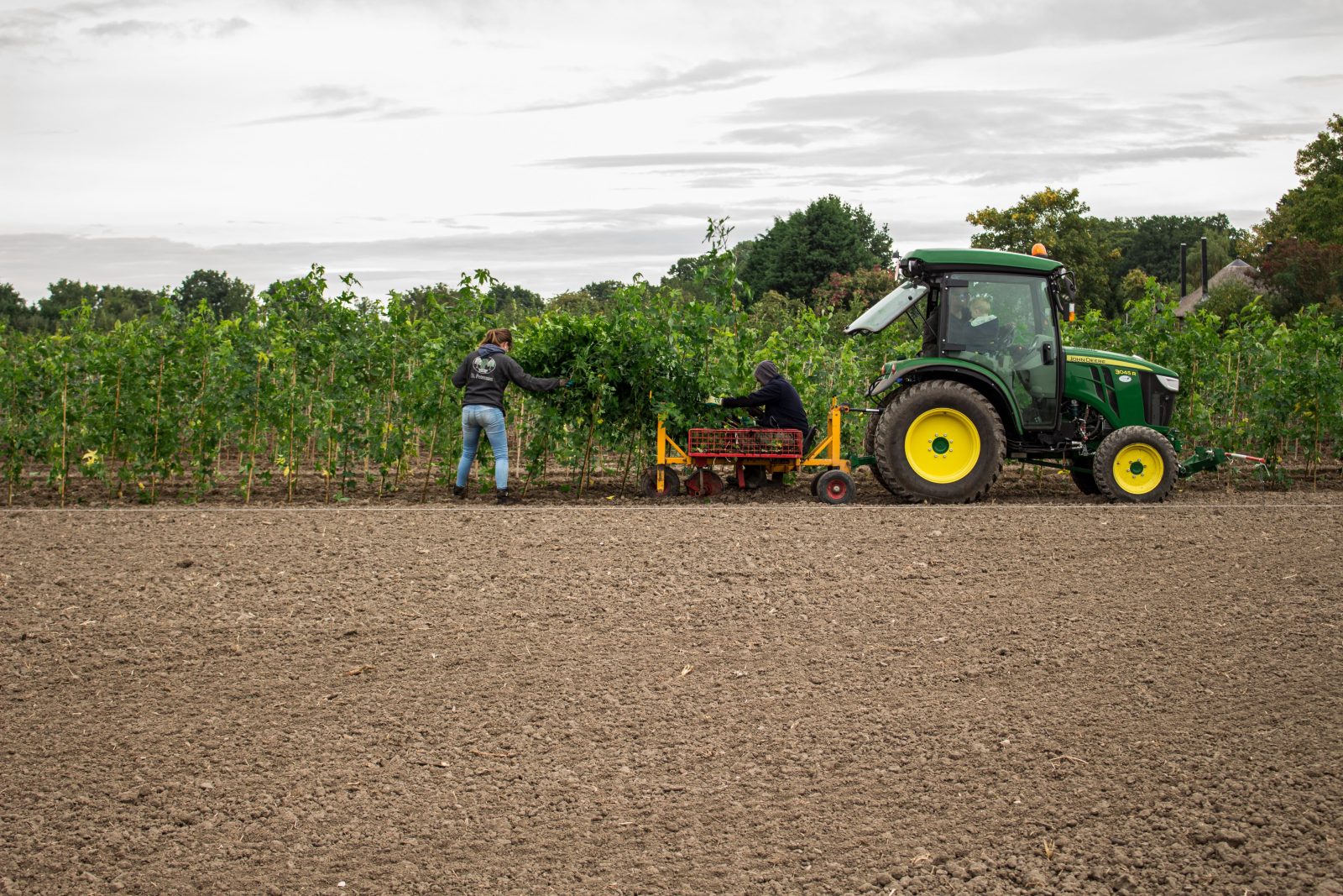 Machinaal planten van bomen in de kwekerij in Lienden
