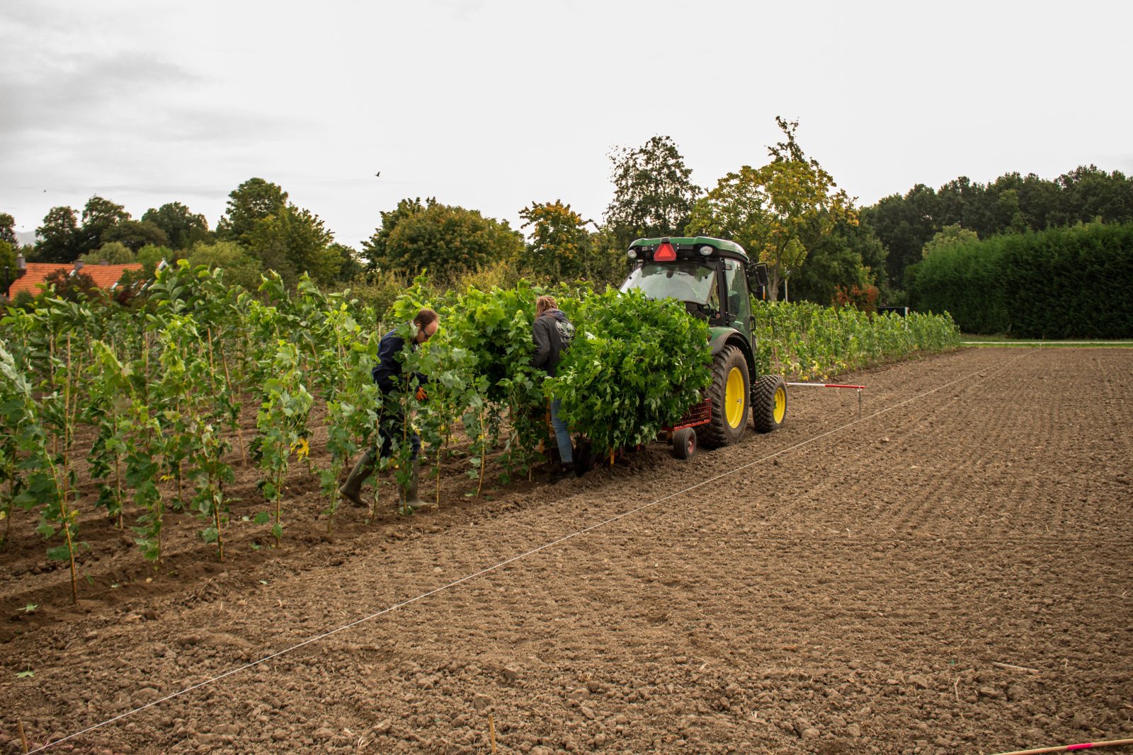 Machinaal planten met onze plantmachine in Lienden, in de Betuwe