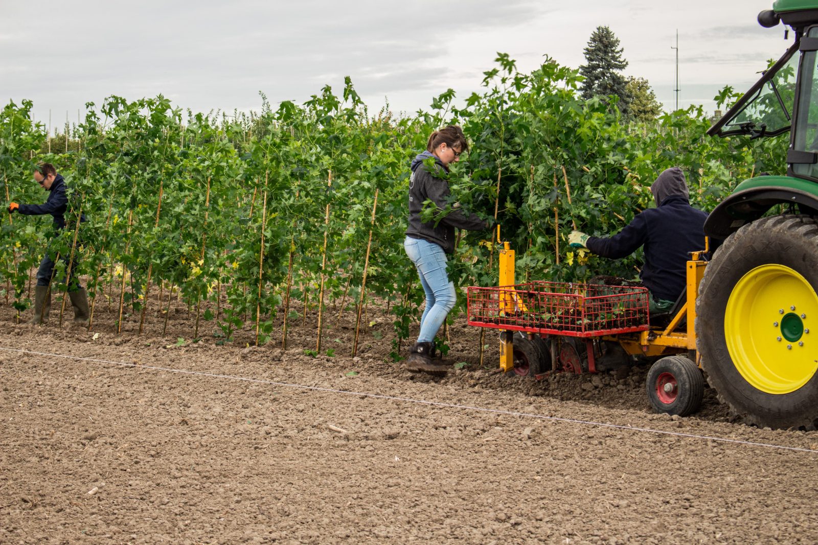 Machinaal planten door Loonbedrijf Van Kleef in Lienden