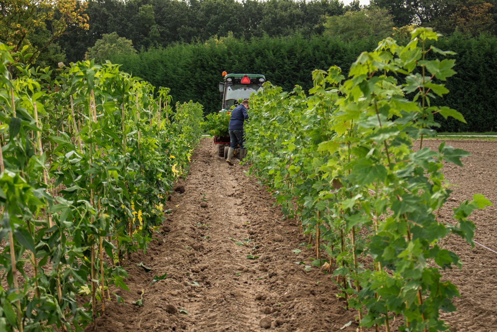 Machinaal planten met de plantmachine in Lienden