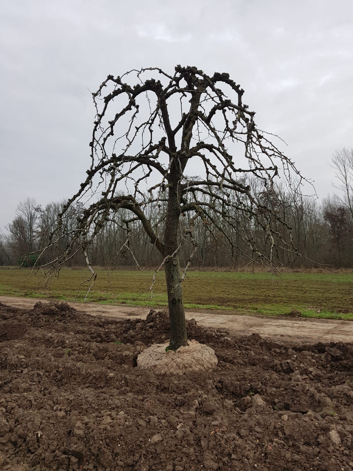 Een boom met kluit wordt verplant