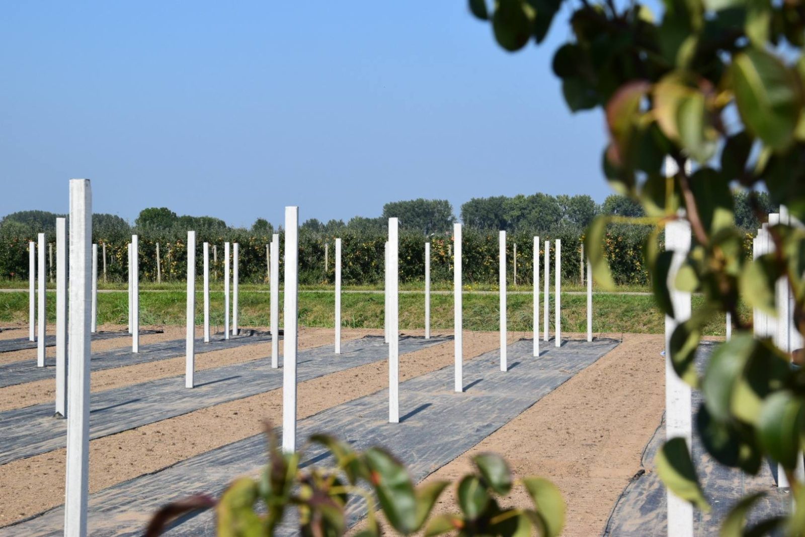 Palen trillen door Loonbedrijf Van Kleef